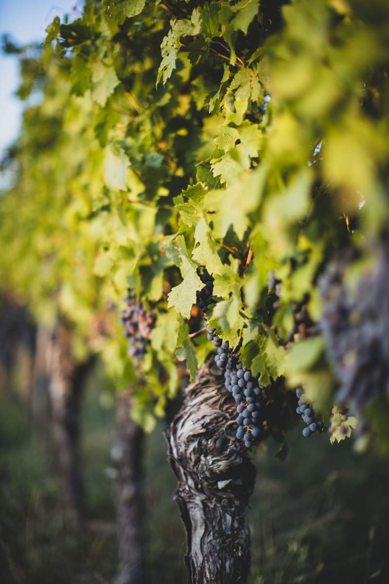 Vignes<span><span><span><span><span> Domaine &amp; Vigneron, Mercurey Bourgogne</span></span></span></span></span>
