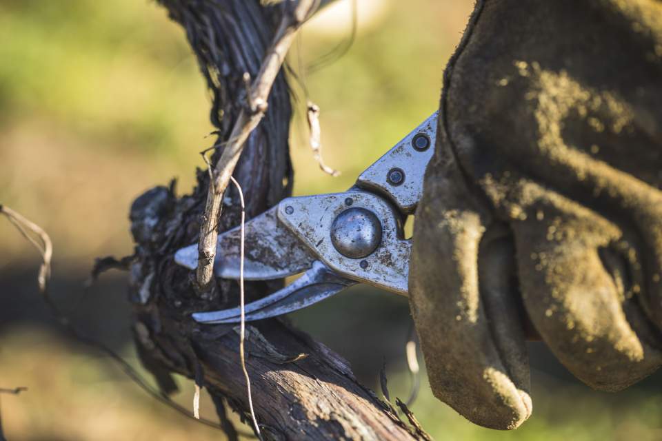 Travail dans les vignes<span><span><span><span><span> Domaine &amp; Vigneron, Mercurey Bourgogne</span></span></span></span></span>